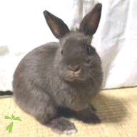 安孫子 ラム ちゃん