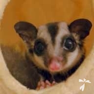 川原 モモたん ちゃん