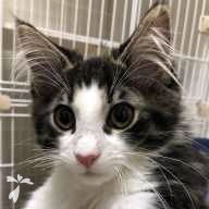 須賀 ラナ ちゃん