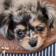 廣瀬 ヴィヴィアン ちゃん