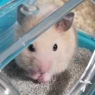 澤井 しめじ ちゃん