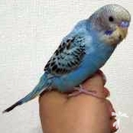 桑原 真司郎 ちゃん