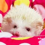 小野 大福 ちゃん