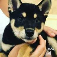 浅井 あずき ちゃん