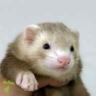 桑村 アメ ちゃん