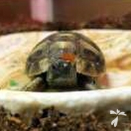 奥 ディグ ちゃん