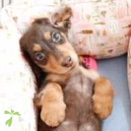 髙橋 ぽんず ちゃん