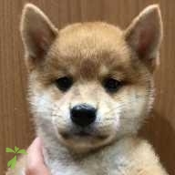 江口 どん ちゃん