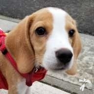 中河原 Leo ちゃん