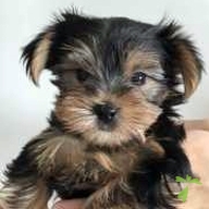 中川 マロン ちゃん