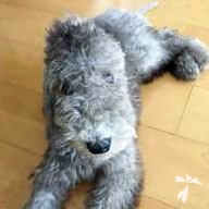 大塚 ロクタ ちゃん