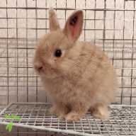 山下 うさら ちゃん