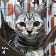 加藤 るる ちゃん