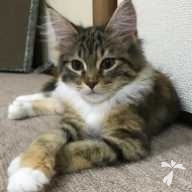 岩井 いづな ちゃん