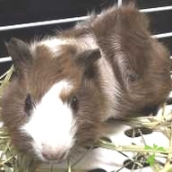 酒井 マーブル ちゃん