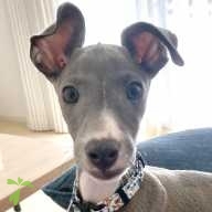 石田 ハリー ちゃん