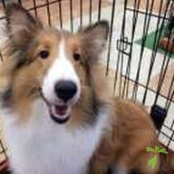 佐伯 くるみ ちゃん