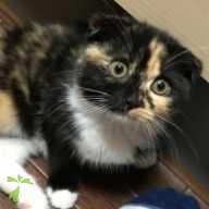 垣内 きなこ ちゃん