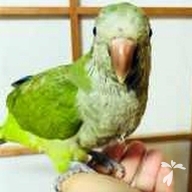 細川 ぐり ちゃん