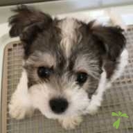 岩田 ポン太 ちゃん