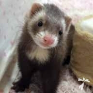 岡 むぎ ちゃん