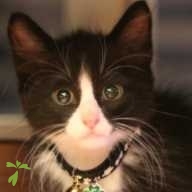 安田 ジャズ ちゃん