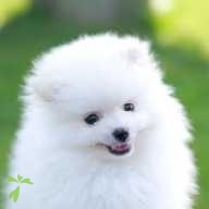 小池 番長 ちゃん