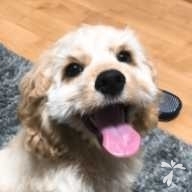 石毛 レディー ちゃん