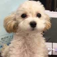 麻生 寅 ちゃん