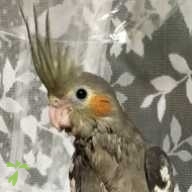 今村 ぽっぷ ちゃん