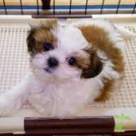 河合 はな子 ちゃん