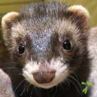 奥谷 ごま ちゃん