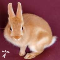 平島 TEA ちゃん