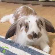 竹川 GeorgeMiller ちゃん