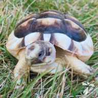 矢原 りぼん ちゃん