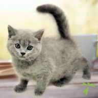 平井 ベル ちゃん