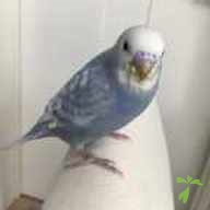 鈴木 グレイ ちゃん