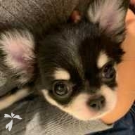 コラット りんご ちゃん