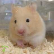 三平 プリン ちゃん