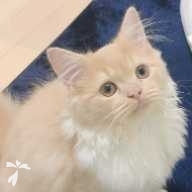 芳賀 ユズ ちゃん