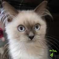 安藤 ジェラ ちゃん