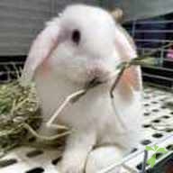 藤田 ぷぅ ちゃん