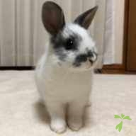 岡崎 こみゅ ちゃん