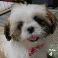 中川 ぼん ちゃん