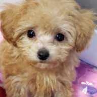 砂川 クッキー ちゃん