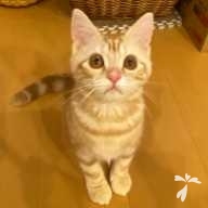 染矢 こはく ちゃん