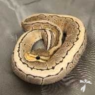 阿保 ちゃる ちゃん