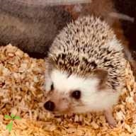 後藤 はりたま ちゃん