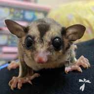 西野 ライ ちゃん