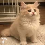 里井 マロン ちゃん